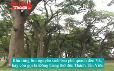 Tiếng kêu cứu của rừng lim nguyên sinh nghìn tuổi